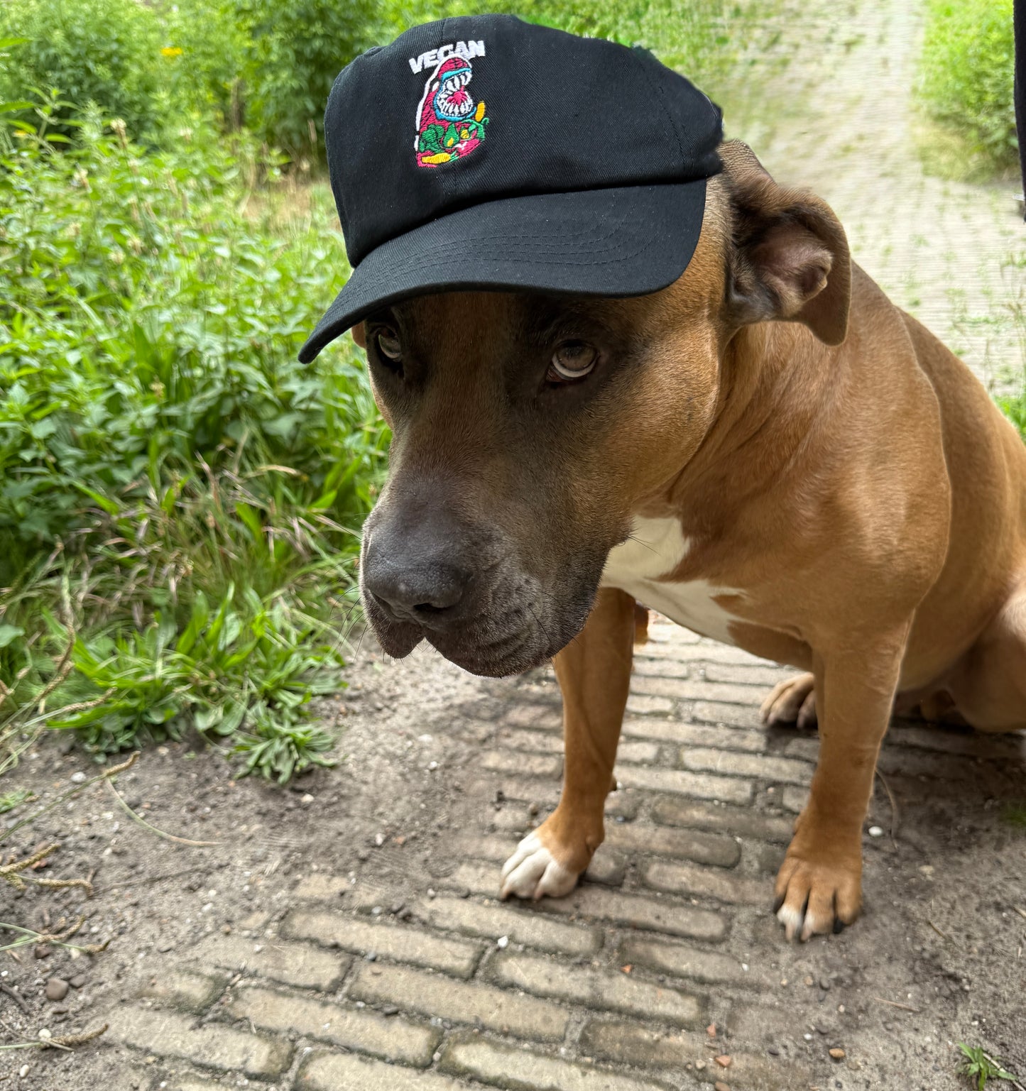 Black 'Vegan Shark' Cap
